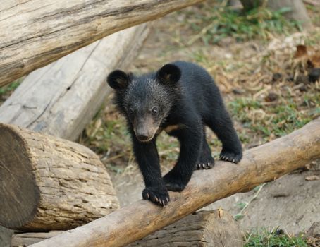 young asiatic black bear ( usus thibetanus )