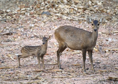 female and young hog deer ( Hyelaphus porcinus )