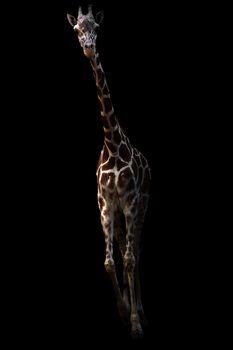 giraffe ( Giraffa camelopardalis ) standing in the dark