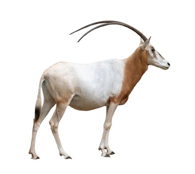 scimitar horned oryx isolated on white background