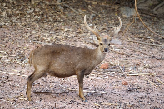 male hog deer ( Hyelaphus porcinus )