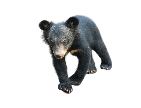 young asiatic black bear isolated on white background                               