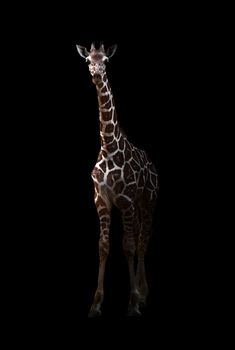 giraffe ( Giraffa camelopardalis ) standing in the dark