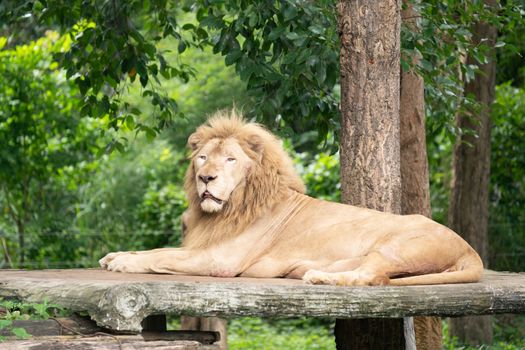 male lion laying alone in the zoo