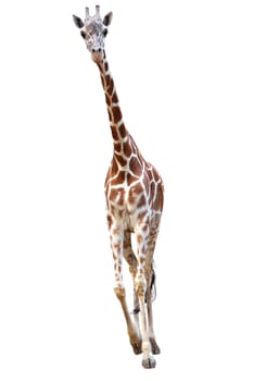 young raticulated giraffe isolated on white background                               