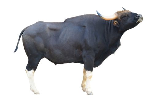 gaur ( Bos gaurus ) isolated on white background