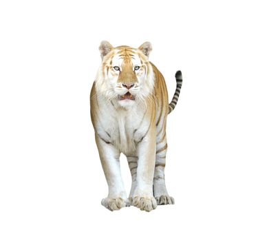 golden tabby tiger or strawberry tiger isolated