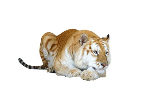 golden tabby tiger or strawberry tiger isolated