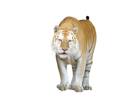 golden tabby tiger or strawberry tiger isolated