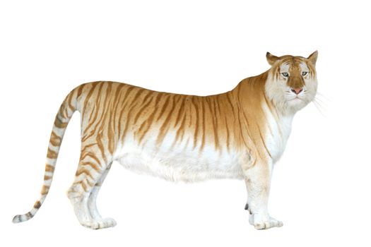 golden tabby tiger or strawberry tiger isolated