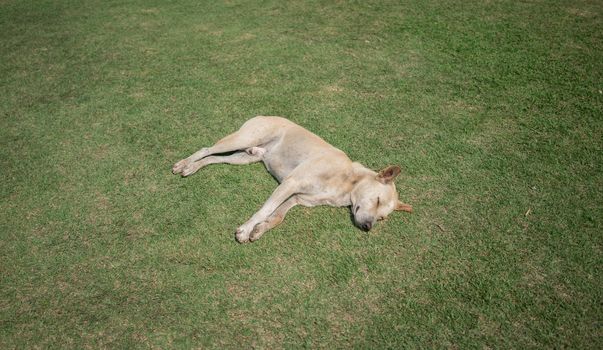 domestic thai dog sleeping on green grass