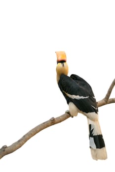 Great hornbill (Buceros bicornis) isolated on white background