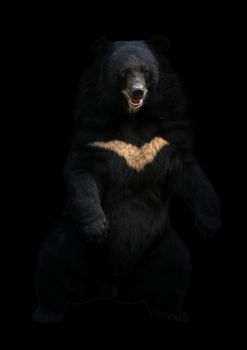 asiatic black bear or moon bear standing in the dark