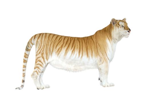 golden tabby tiger or strawberry tiger isolated