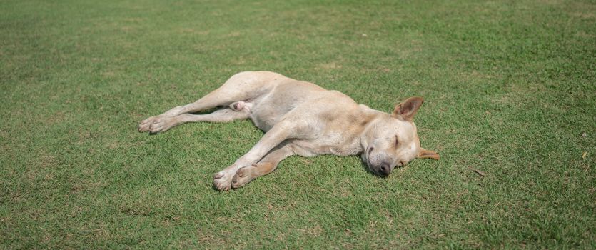 domestic thai dog sleeping on green grass