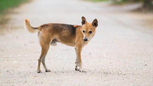domestic thai dog standing at the road