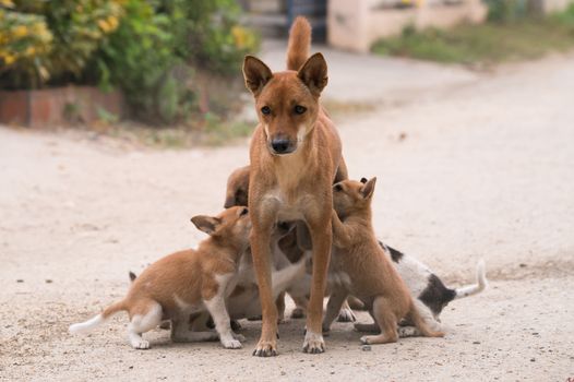 Breast feeding lovely small domestic thai dog  