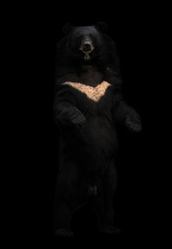 asiatic black bear or moon bear standing in the dark