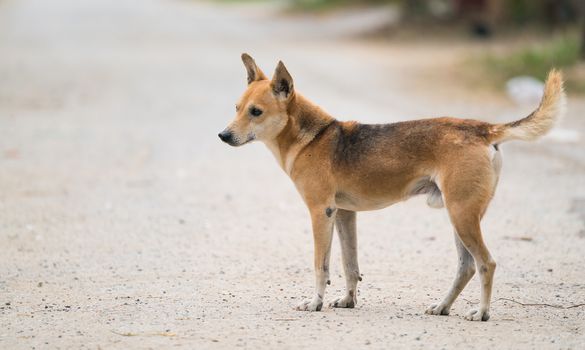 domestic thai dog standing at the road