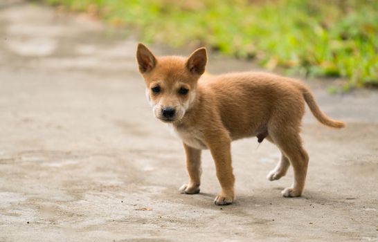 lovely small domestic thai dog