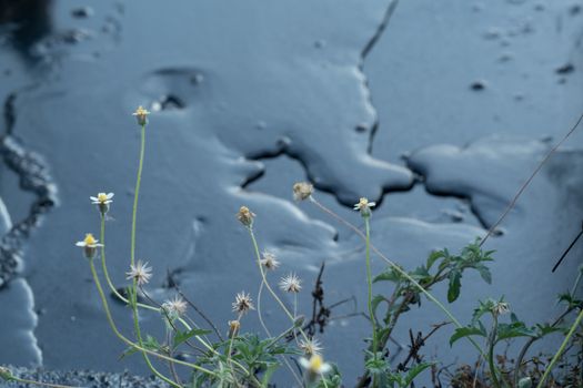 crude oil surface background textured with plant