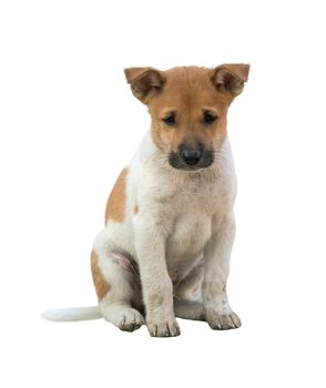 domestic thai dog isolated on white background