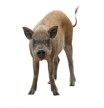 asian wild boar isolated on white background