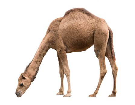 dromedary or arabian camel isolated on white background