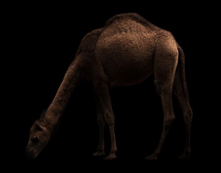 dromedary or arabian camel standing in the dark