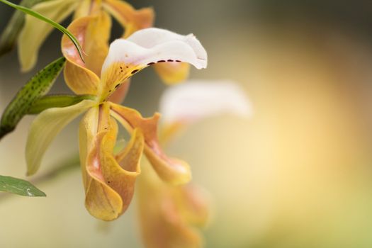 Paphiopedilum gratrixianum (Mast.) Guillaumin, beautiful wild orchid