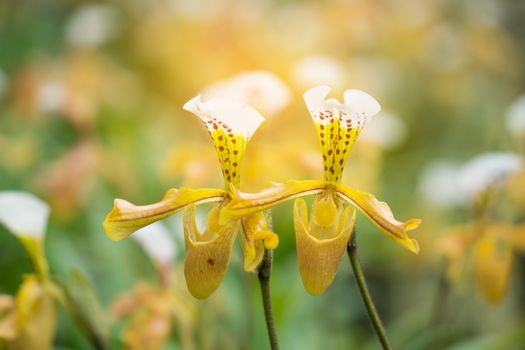 Paphiopedilum gratrixianum (Mast.) Guillaumin, beautiful wild orchid