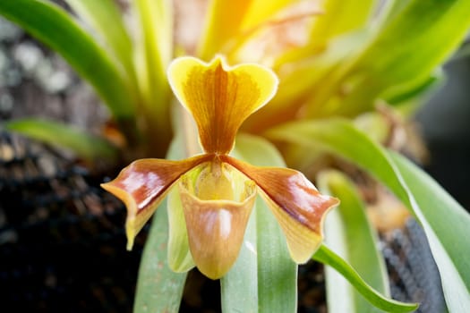 Paphiopedilum villosum (Lindl.) Stein, beautiful wild orchid