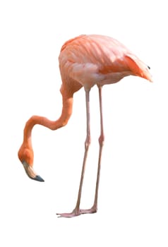 Beautiful flamingo bird isolated on white background