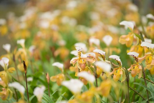 Paphiopedilum gratrixianum (Mast.) Guillaumin, beautiful wild orchid