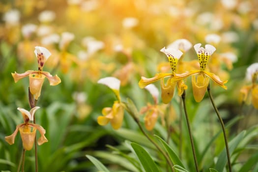 Paphiopedilum gratrixianum (Mast.) Guillaumin, beautiful wild orchid