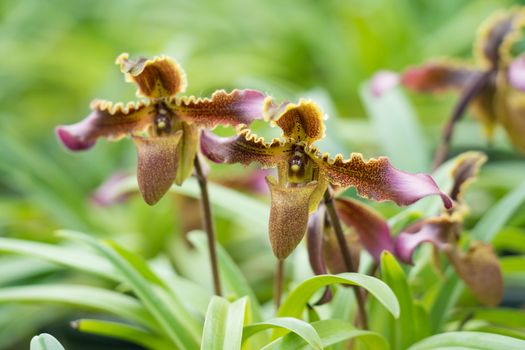 Paphiopedilum hirsutissimum (Lindl. ex Hook.) Stein, beautiful wild orchid