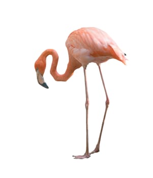 Beautiful flamingo bird isolated on white background