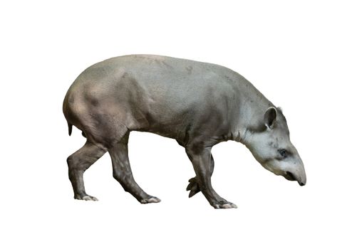 brazilian tapir isolated on white background