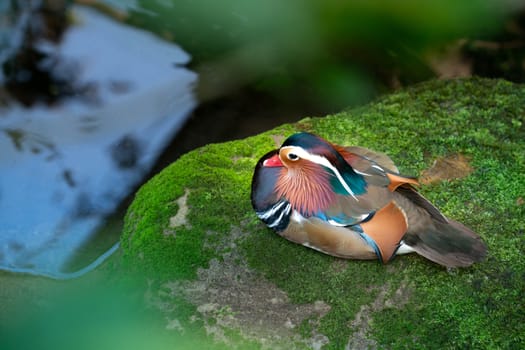 mandarin duck resting on mossy rock