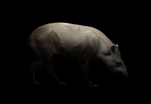 brazilian tapir walking in the dark