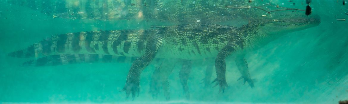 crocodile underwater in aquarium