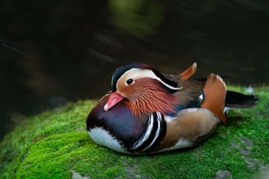 mandarin duck resting on mossy rock