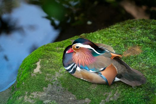 mandarin duck resting on mossy rock