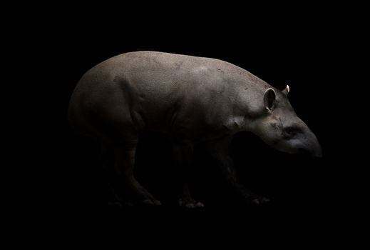 brazilian tapir walking in the dark