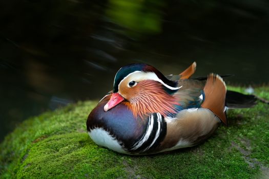 mandarin duck resting on mossy rock