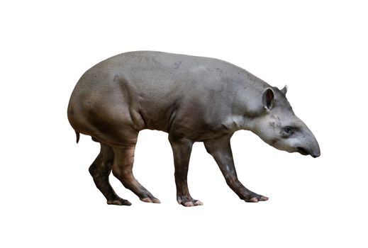 brazilian tapir isolated on white background