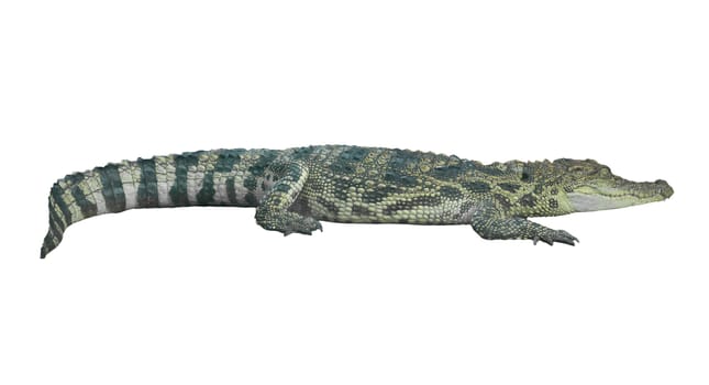 crocodile isolated on white background