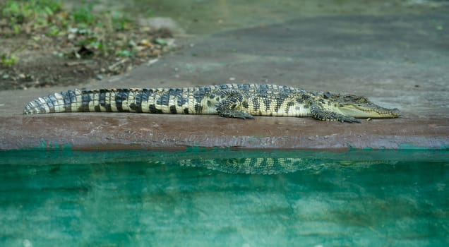 crocodile resting near water in zoo