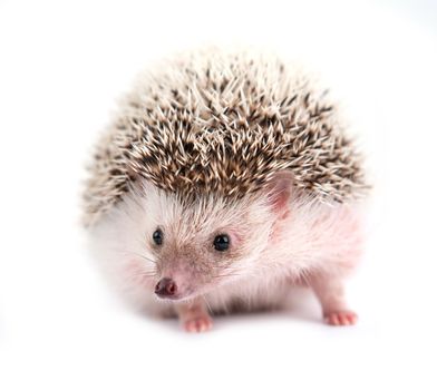 african pygmy hedgehog isolated on white background