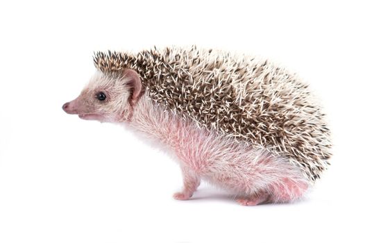 african pygmy hedgehog isolated on white background